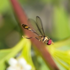 Asiobaccha notofasciata (A wasp-like hover fly) at Coolangatta, QLD - 15 Jun 2024 by Hejor1