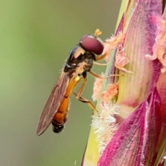 Melanostoma apicale (Small Slender Hover Fly) at Coolangatta, QLD - 15 Jun 2024 by Hejor1