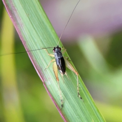 Trigonidium sp. (genus) (A Sword-tail Cricket) at Coolangatta, QLD - 15 Jun 2024 by Hejor1