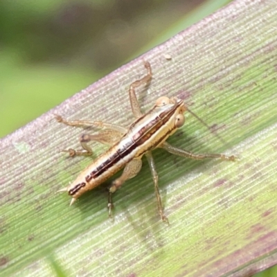 Conocephalus sp. (genus) at Coolangatta, QLD - 15 Jun 2024 by Hejor1