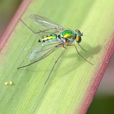 Sciapodinae (subfamily) (A long-legged fly) at Coolangatta, QLD - 15 Jun 2024 by Hejor1