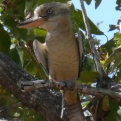 Dacelo leachii (Blue-winged Kookaburra) at Drysdale River National Park - 24 Jun 2017 by MB