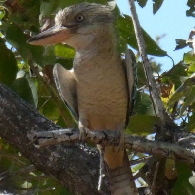 Dacelo leachii (Blue-winged Kookaburra) at Drysdale River National Park - 24 Jun 2017 by MB