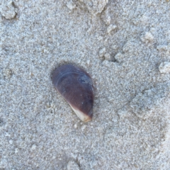 Trichomya hirsuta at Burleigh Heads, QLD - 15 Jun 2024 by Hejor1