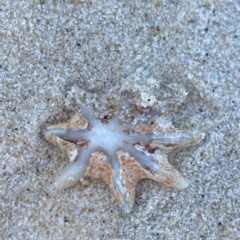 Patella (Scutellastra) chapmani at Burleigh Heads, QLD - 15 Jun 2024 by Hejor1