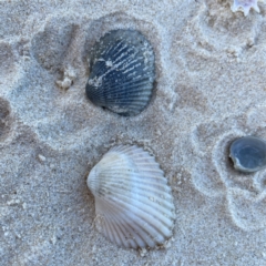 Anadara (Anadara) trapezia at Burleigh Heads, QLD - 15 Jun 2024 by Hejor1