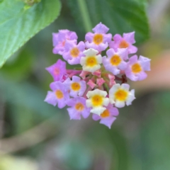 Lantana camara (Lantana) at Burleigh Head National Park - 15 Jun 2024 by Hejor1