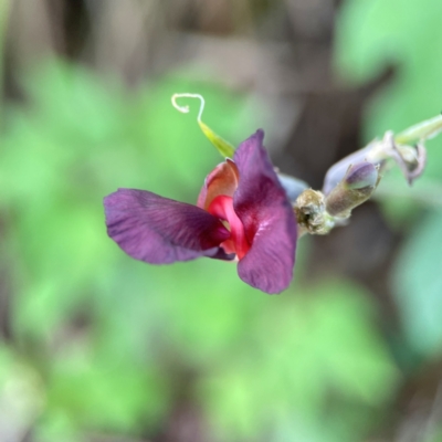 Macroptilium atropurpureum (Siratro) at Burleigh Head National Park - 15 Jun 2024 by Hejor1