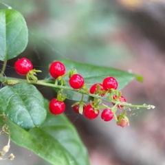 Rivina humilis (Coral Berry) at Burleigh Head National Park - 15 Jun 2024 by Hejor1