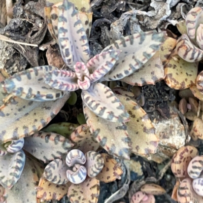 Kalanchoe × houghtonii (Alligator Plant) at Burleigh Head National Park - 15 Jun 2024 by Hejor1