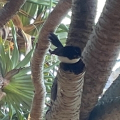 Rhipidura leucophrys (Willie Wagtail) at Burleigh Head National Park - 15 Jun 2024 by Hejor1