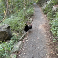 Alectura lathami (Australian Brush-turkey) at Burleigh Head National Park - 15 Jun 2024 by Hejor1