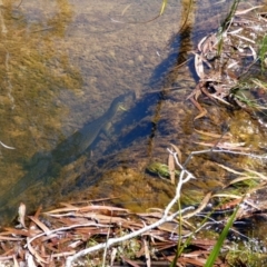 Unidentified Monitor or Gecko at Drysdale River National Park - 26 Jun 2017 by MB