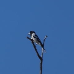 Cracticus nigrogularis (Pied Butcherbird) at Drysdale River, WA - 29 Jun 2017 by MB