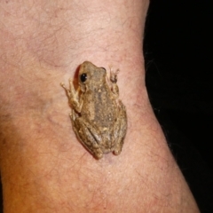 Unidentified Frog at Drysdale River National Park - 29 Jun 2017 by MB