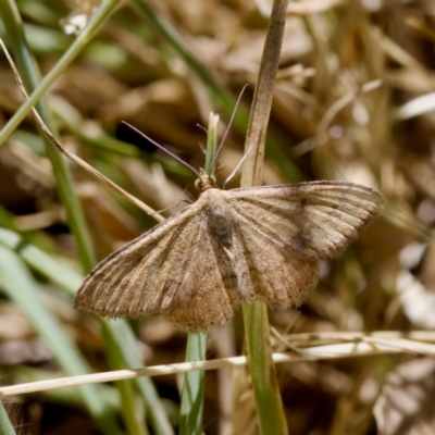 Scopula rubraria (Reddish Wave, Plantain Moth) at Uriarra Recreation Reserve - 17 Nov 2023 by KorinneM