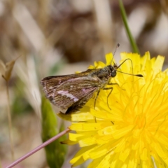 Taractrocera papyria (White-banded Grass-dart) at Uriarra Recreation Reserve - 17 Nov 2023 by KorinneM