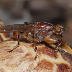 Tapeigaster annulipes (heteromyzid fly) at Sth Tablelands Ecosystem Park - 15 Jun 2024 by TimL