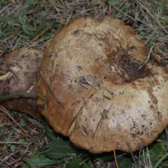 Unidentified Cap on a stem; pores below cap [boletes & stemmed polypores] at National Arboretum Forests - 15 Jun 2024 by TimL