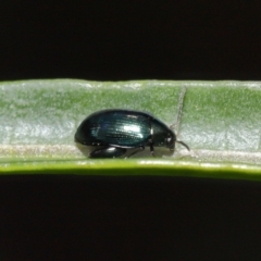 Arsipoda chrysis at Sth Tablelands Ecosystem Park - 15 Jun 2024