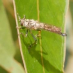 Unidentified Robber fly (Asilidae) at WendyM's farm at Freshwater Ck. - 10 Feb 2023 by WendyEM