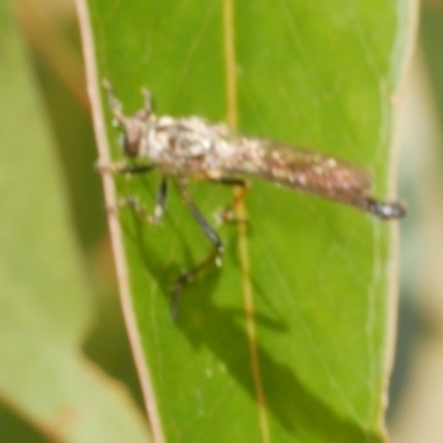 Unidentified Robber fly (Asilidae) at WendyM's farm at Freshwater Ck. - 10 Feb 2023 by WendyEM