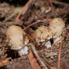 Unidentified Cap on a stem; gills below cap [mushrooms or mushroom-like] at WendyM's farm at Freshwater Ck. - 10 Feb 2023 by WendyEM