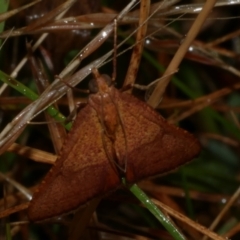 Endotricha pyrosalis (A Pyralid moth) at WendyM's farm at Freshwater Ck. - 2 Feb 2023 by WendyEM