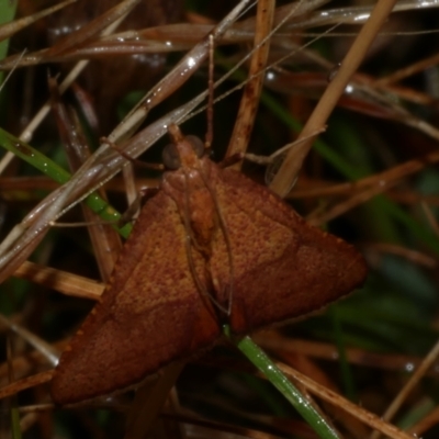 Endotricha pyrosalis (A Pyralid moth (Endotrichinae) at WendyM's farm at Freshwater Ck. - 2 Feb 2023 by WendyEM