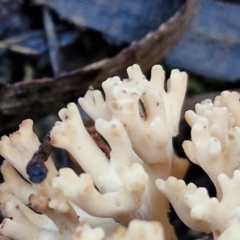 Ramaria sp. at Mount Gray Recreation Reserve, Goulburn - 16 Jun 2024