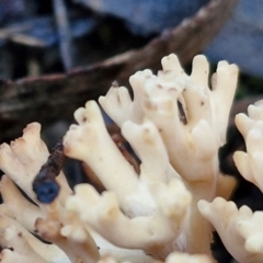 Ramaria sp. at Mount Gray Recreation Reserve, Goulburn - 16 Jun 2024 09:10 AM