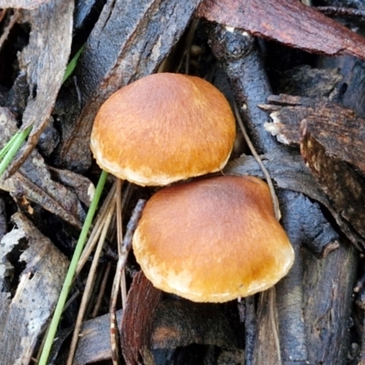 Unidentified Cap on a stem; gills below cap [mushrooms or mushroom-like] at Governers Hill Recreation Reserve - 15 Jun 2024 by trevorpreston