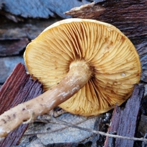 zz agaric (stem; gills not white/cream) at Mount Gray Recreation Reserve, Goulburn - 16 Jun 2024 09:09 AM