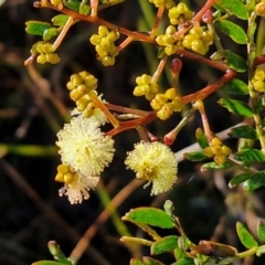 Acacia terminalis (Sunshine Wattle) at Governers Hill Recreation Reserve - 15 Jun 2024 by trevorpreston