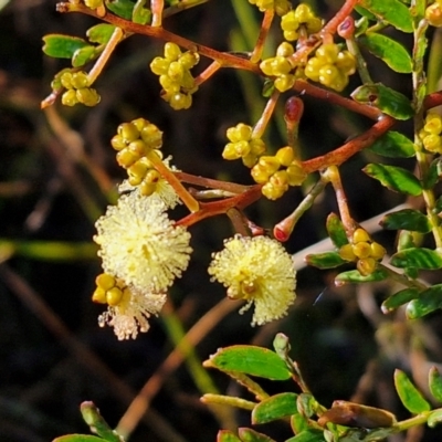 Acacia terminalis (Sunshine Wattle) at Governers Hill Recreation Reserve - 16 Jun 2024 by trevorpreston