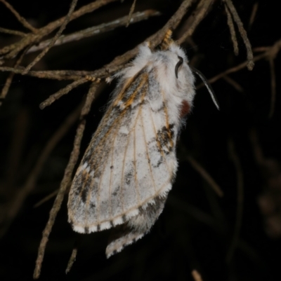 Porela delineata (Lined Porela) at WendyM's farm at Freshwater Ck. - 6 Feb 2023 by WendyEM