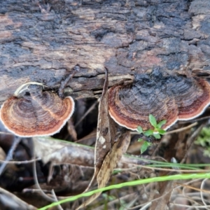 Xylobolus illudens at Mount Gray Recreation Reserve, Goulburn - 16 Jun 2024 09:01 AM