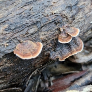 Xylobolus illudens at Mount Gray Recreation Reserve, Goulburn - 16 Jun 2024 09:01 AM