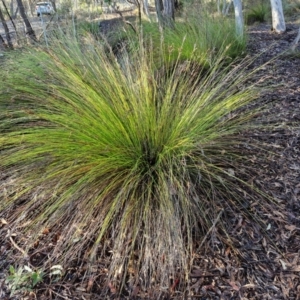 Lepidosperma urophorum at Mount Gray Recreation Reserve, Goulburn - 16 Jun 2024