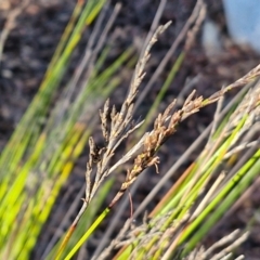 Lepidosperma urophorum at Mount Gray Recreation Reserve, Goulburn - 16 Jun 2024