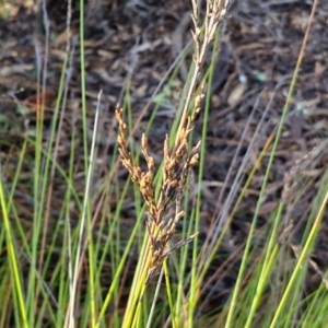 Lepidosperma urophorum at Mount Gray Recreation Reserve, Goulburn - 16 Jun 2024