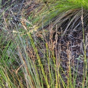 Lepidosperma urophorum at Mount Gray Recreation Reserve, Goulburn - 16 Jun 2024