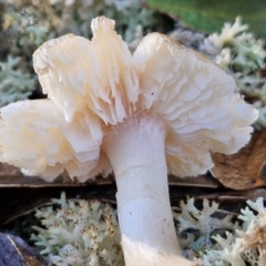 zz agaric (stem; gills white/cream) at Mount Gray Recreation Reserve, Goulburn - 16 Jun 2024 08:42 AM