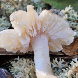 zz agaric (stem; gills white/cream) at Mount Gray Recreation Reserve, Goulburn - 16 Jun 2024 08:42 AM