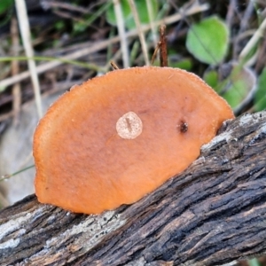 Trametes coccinea at Mount Gray Recreation Reserve, Goulburn - 16 Jun 2024