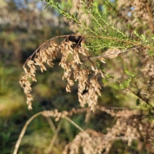 Cassinia sifton at Mount Gray Recreation Reserve, Goulburn - 16 Jun 2024