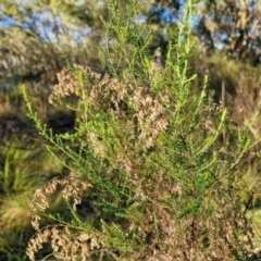 Cassinia sifton at Mount Gray Recreation Reserve, Goulburn - 16 Jun 2024 08:32 AM