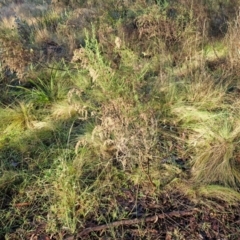 Cassinia sifton at Mount Gray Recreation Reserve, Goulburn - 16 Jun 2024 08:32 AM