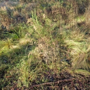 Cassinia sifton at Mount Gray Recreation Reserve, Goulburn - 16 Jun 2024