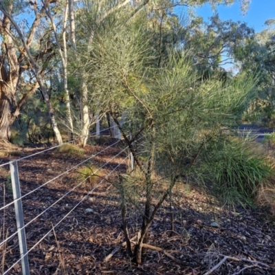 Jacksonia scoparia (Dogwood) at Governers Hill Recreation Reserve - 16 Jun 2024 by trevorpreston